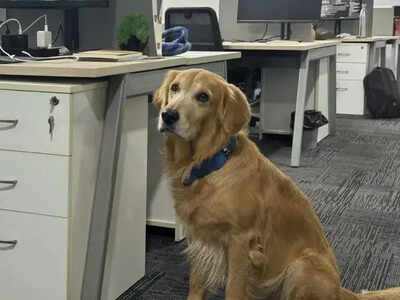 Hyderabad’s furry hire makes CEOs rethink workplace wellness