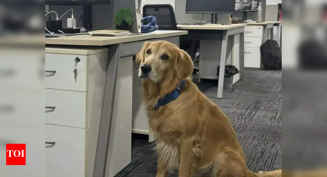 Hyderabad Startup Hires Dog as Chief Happiness Officer