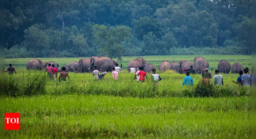 Man vs Wild: Can India strike a balance between development and wildlife?