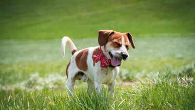  Identifying Seasonal Allergies in Your Pet