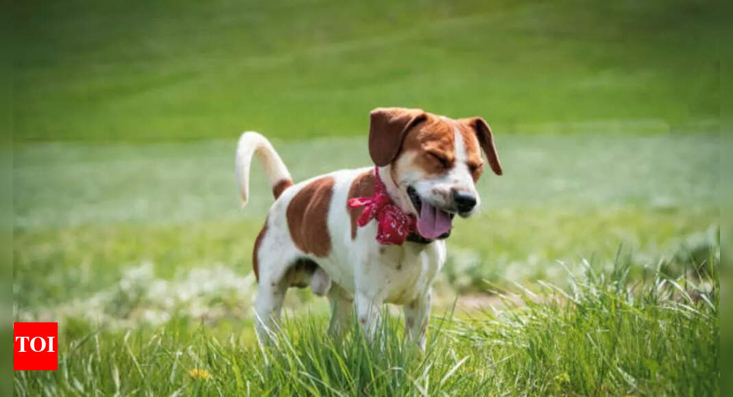 Sniffles, Itches & Sneezes: Identifying Seasonal Allergies in Your Pet