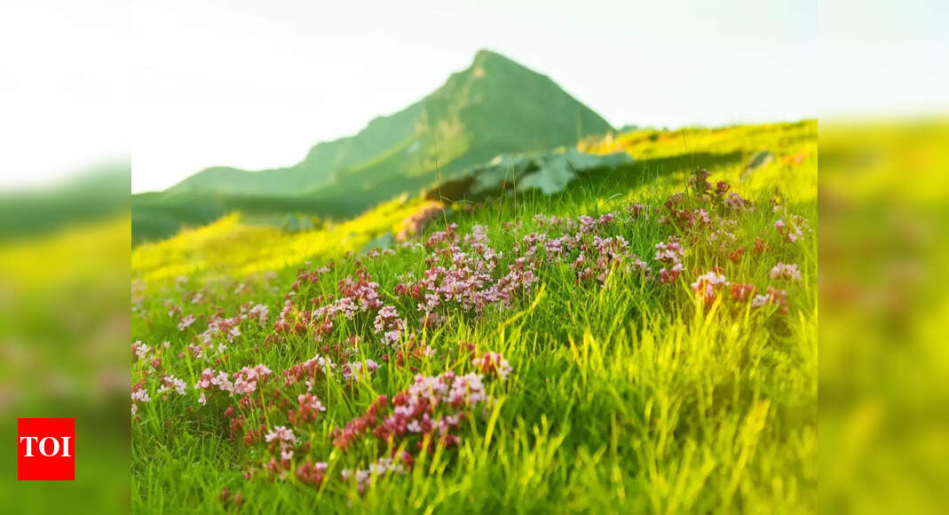 Uttarakhand's Valley of Flowers Reopens for 2025 Season