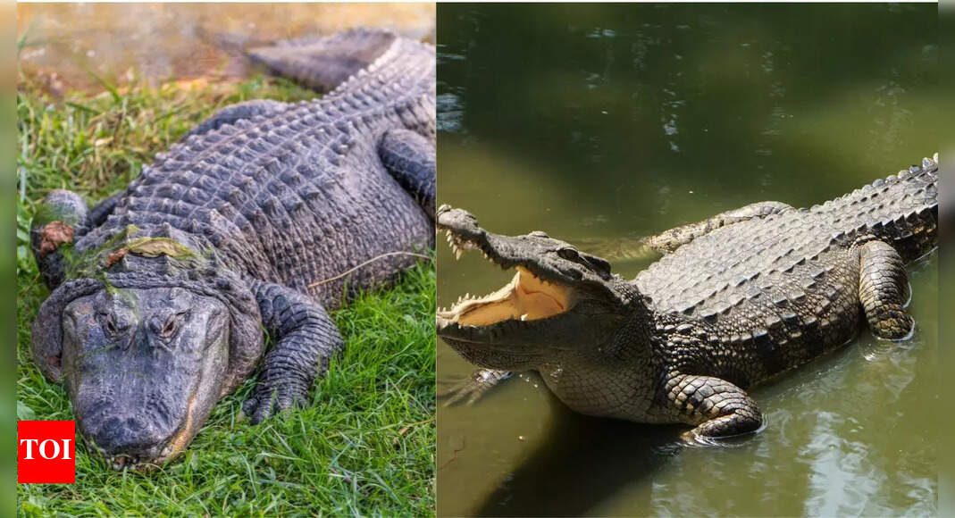 Crocodiles and Alligators: Can They Make Babies? The Truth