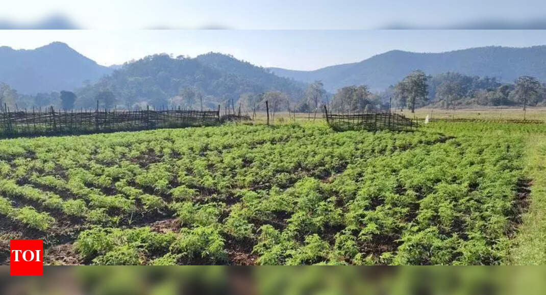From Ganja to Green Farms: Odisha Region's Transformation