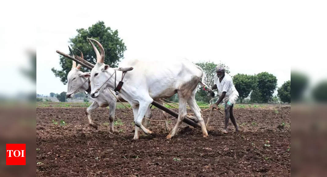 Tanzania Purchases Black Gram Seeds from Indian University