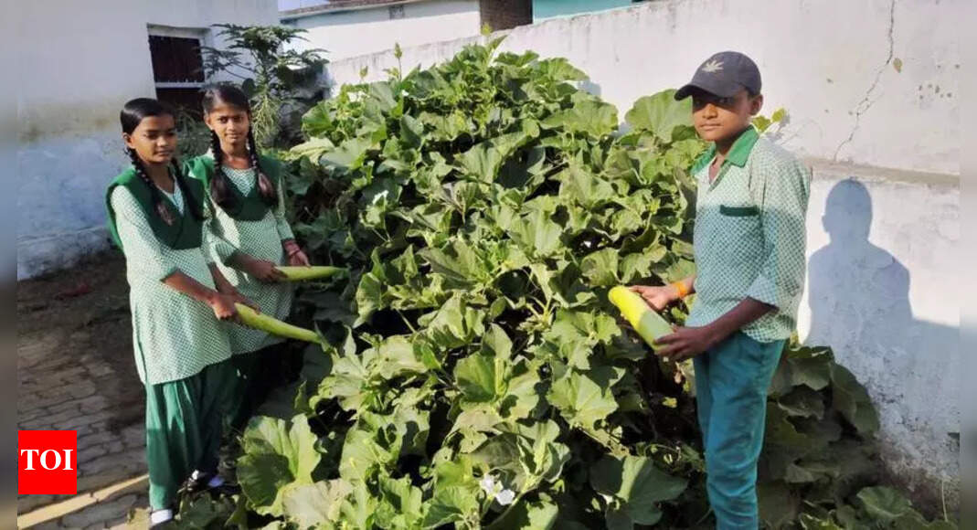 Palamu Education Department Plans Moringa Plantations in Schools