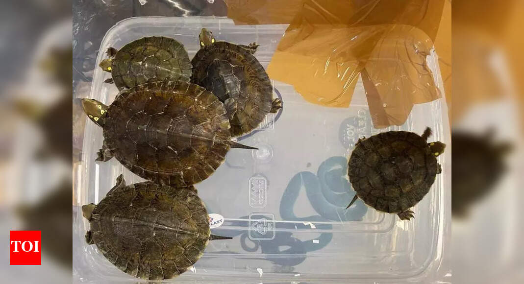 Mumbai Airport Customs Seizes 48 Venomous Snakes and 5 Turtles from Passenger