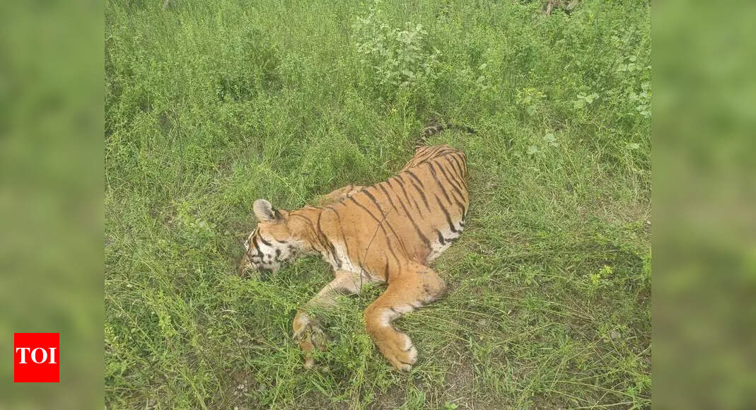 Tiger Found Dead in Mudumalai Tiger Reserve