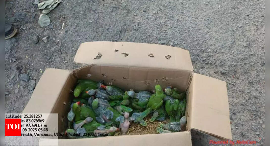 Parrot Smuggling Racket Busted in Varanasi; Three Held