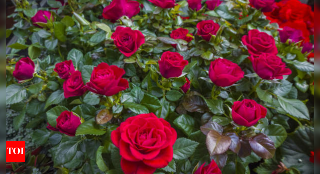 Simple Trick to Encourage Roses to Bloom More