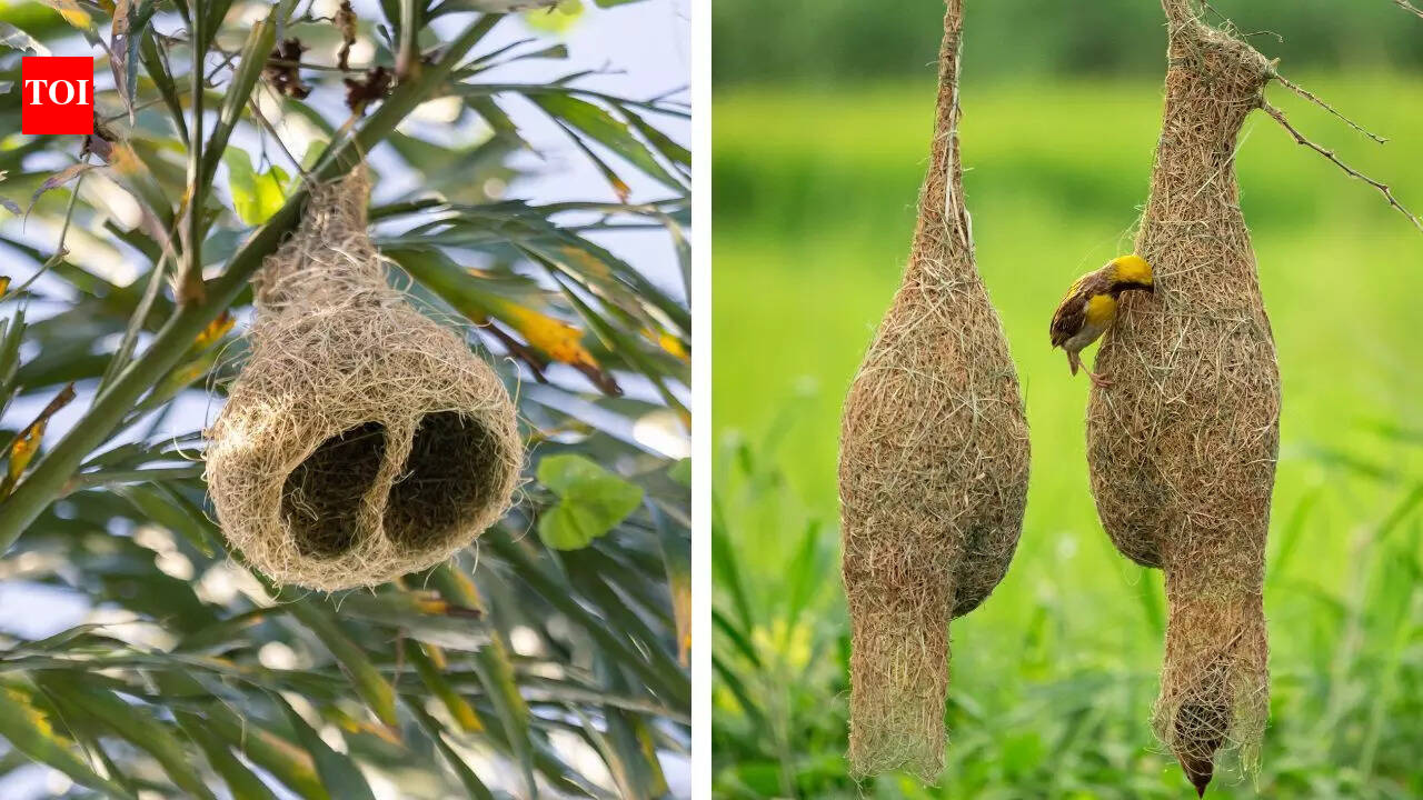 10 birds that build the most unique nests | - The Times of India
