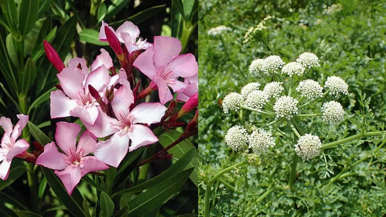 From Deadly Nightshade to Rosary Pea: Here are the 10 world's most poisonous  plants | - The Times of India
