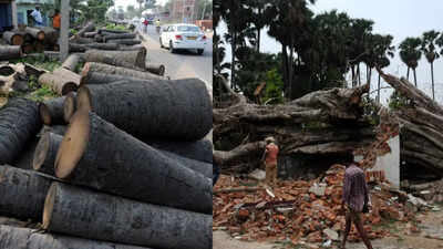 Are missing palm trees causing more lightning deaths in Bihar ?