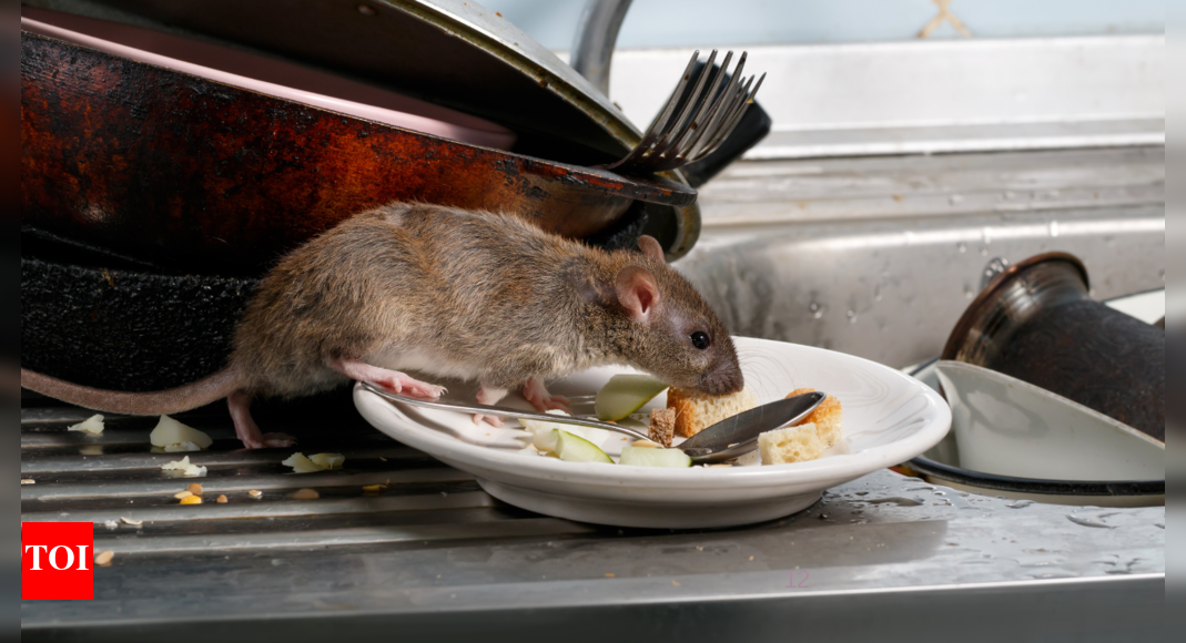 5 diseases caused by rats – Times of India