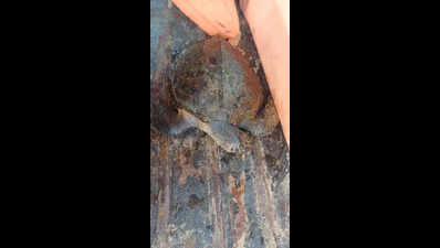 2 Olive Ridley turtles wash ashore at Agonda, 1 dead