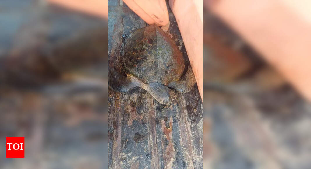 Injured and Deceased Olive Ridley Turtles Found on Agonda Beach