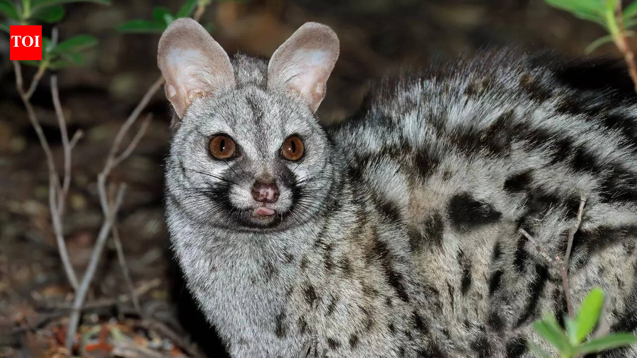 5 nocturnal animals that are kings of the night | The Times of India