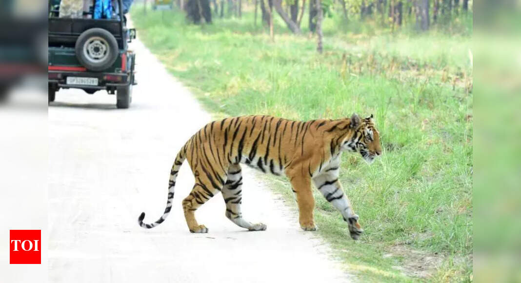PTR claims injured tigress recovering, experts demand proof | Bareilly ...