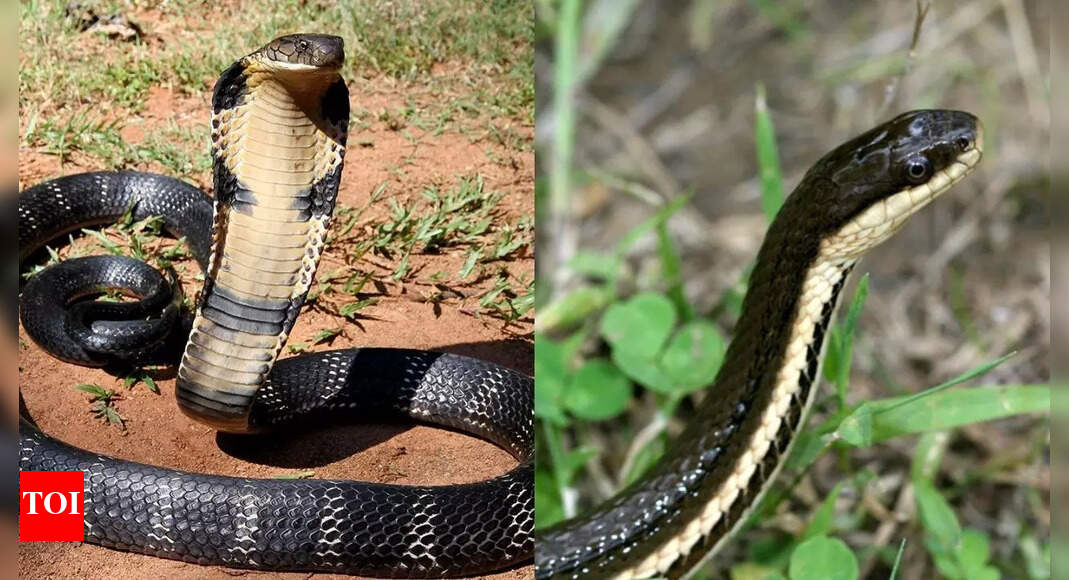 King Cobra vs. Queen Snake: Key Differences and Hypothetical Fight