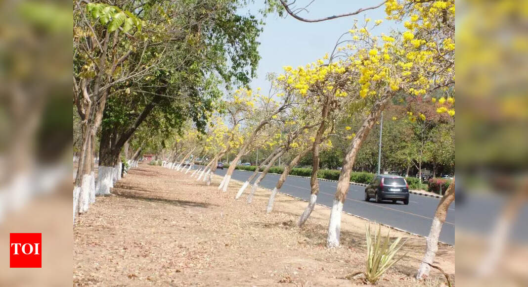 NGT Directs Punjab to Strengthen Tree Preservation Policy
