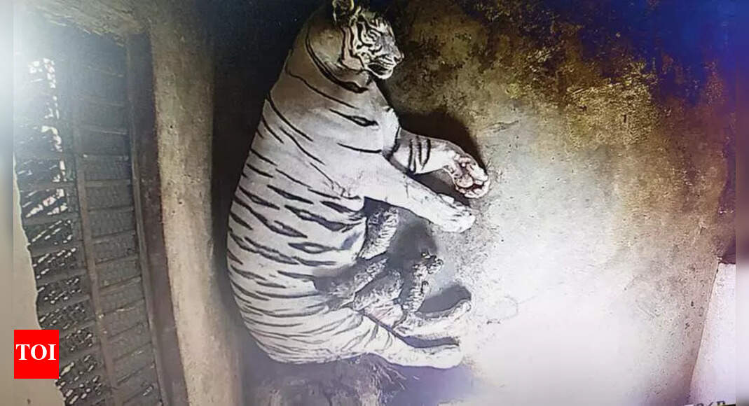 White Tiger Cub Dies at Nandankanan Zoo After Illness
