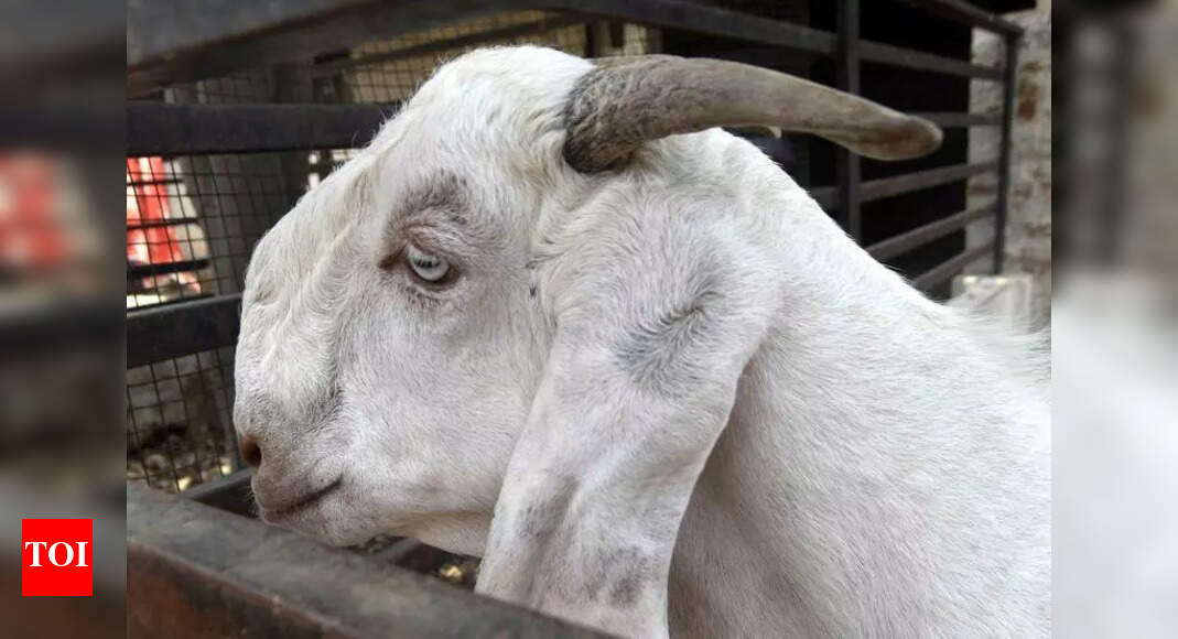 Prayagraj Goat Market: Sojat Breed Sells for Record Rs 2.25 Lakh