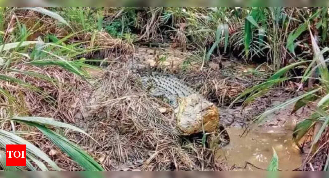 Bhitarkanika National Park Begins Annual Crocodile Nest Count