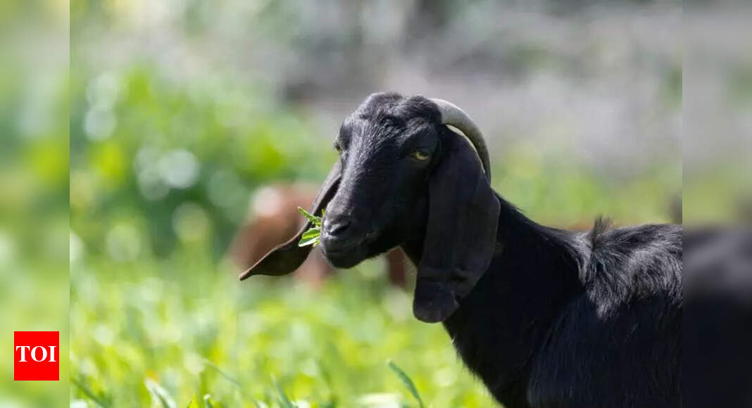 Goat Skin Gelatin: Promising Alternative for Food and Pharma