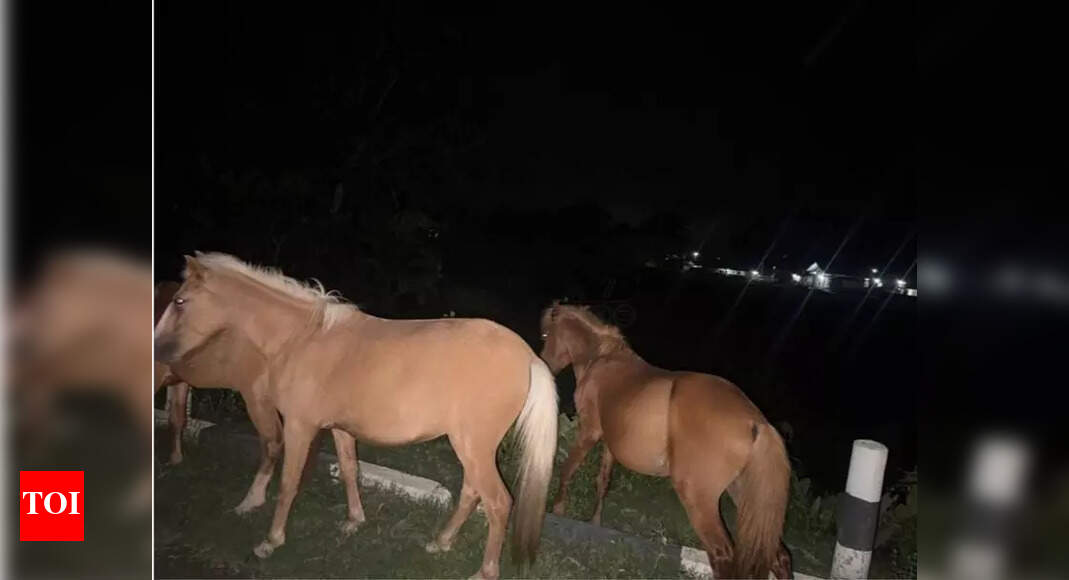 Feral Horses Displaced by Floods Seek Refuge Near Bridge