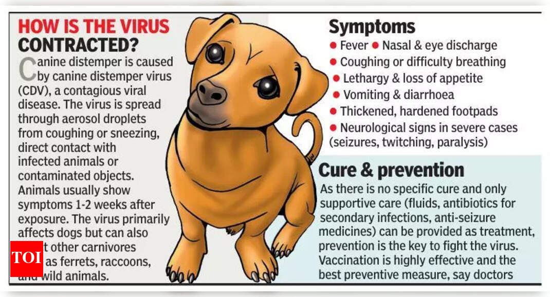 Canine Distemper Outbreak Worsens in Bengaluru Amid Crematorium Closure