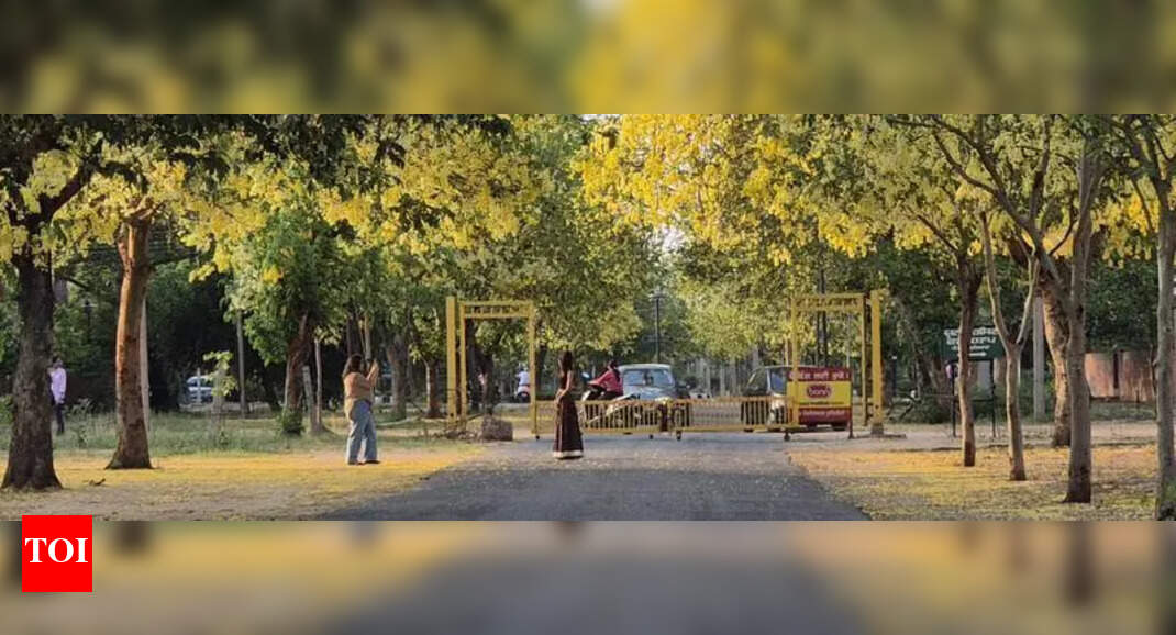 India's Blossoms: A Colorful Alternative to Cherry Blossoms