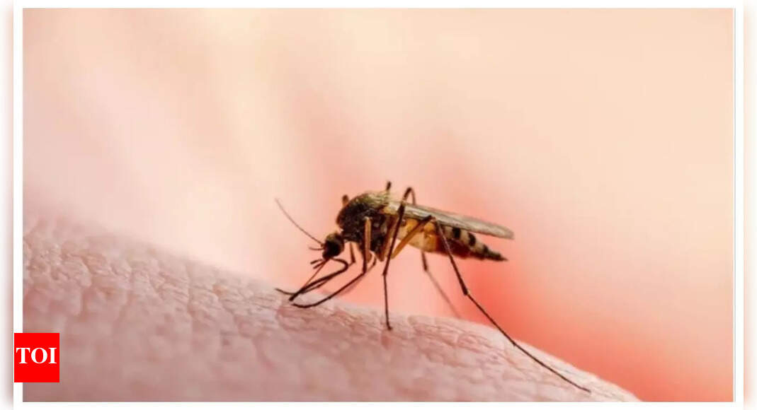 Mosquitoes may be attracted and hence, more likely to bite THIS blood type – Times of India