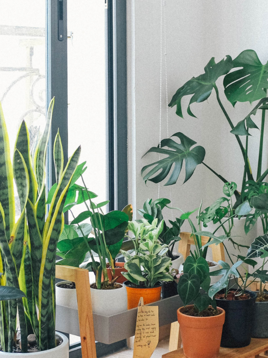 10 indoor plants that are considered to be positive and lucky for the home