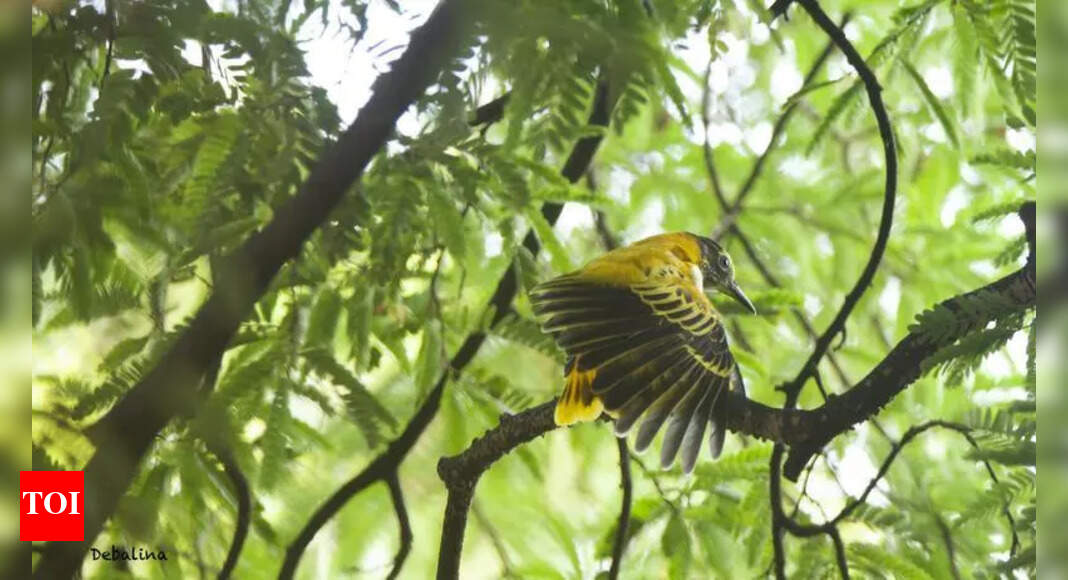 Docu Highlights Kolkata Community's Fight to Save Tamarind Tree