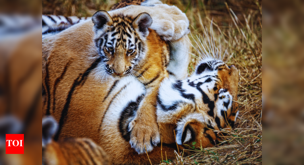 Sariska Tigress Welcomes Cubs, Boosting Tiger Population