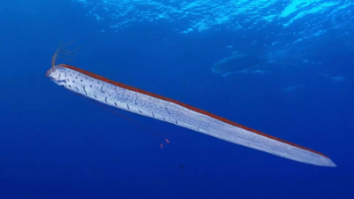 ‘Doomsday’ oarfish surfaces in Tasmania’s wild west coast