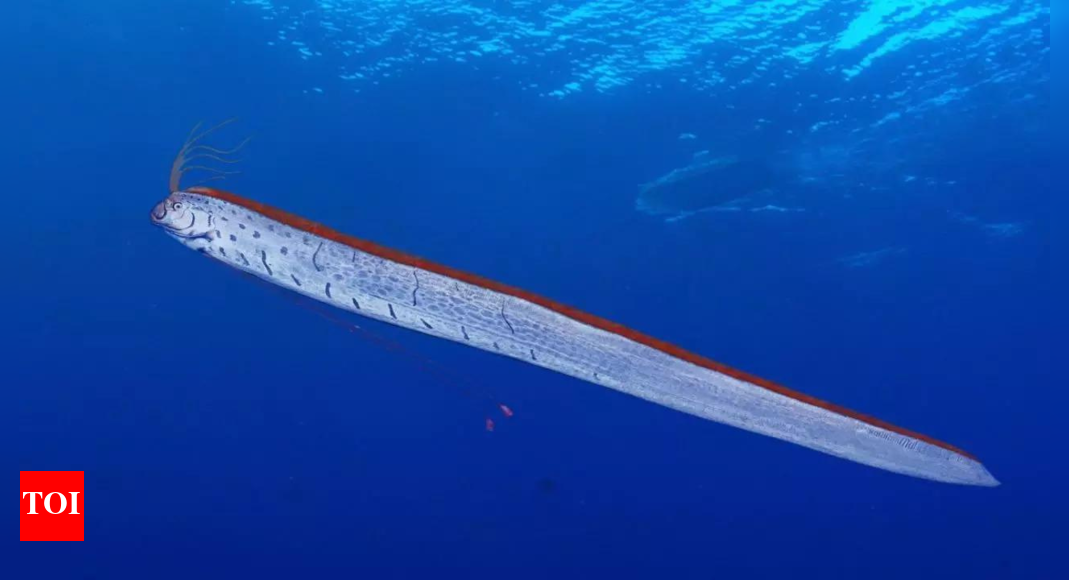 ‘Doomsday’ oarfish surfaces in Tasmania’s wild west coast – The Times of India