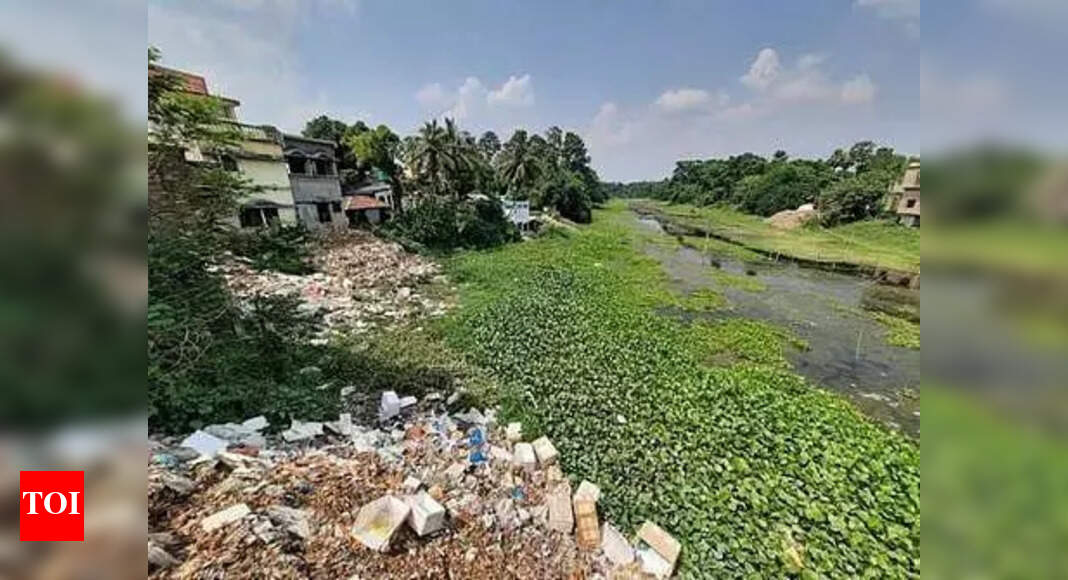 Goa's Mangroves and Coast Face Rising Plastic Pollution Threat