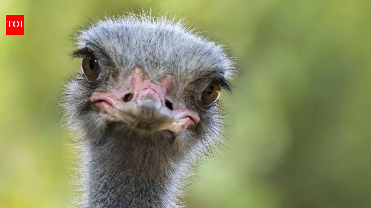 7 fascinating flightless birds and why they never took to the skies