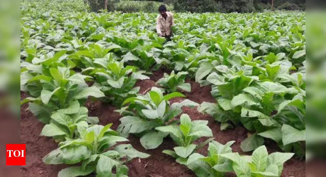 tobacco price in andhra pradesh today auctions to begin on March 25 Tobacco prices to rise in