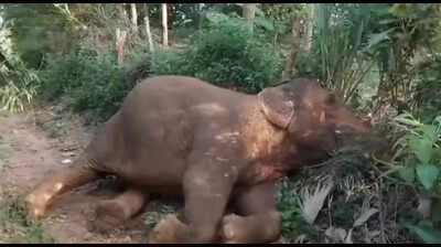 Solar fencing ‘misuse’ kills 2nd elephant in Angul in 3 days