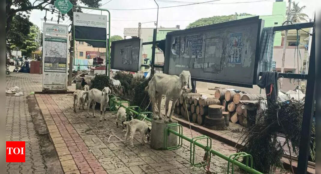 Mysuru's Bike Docking Station Now a Cattle Post