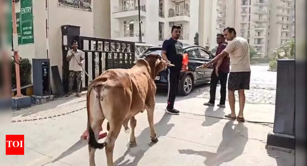 Noida Residents Protest Stray Dog Feeding with Cattle