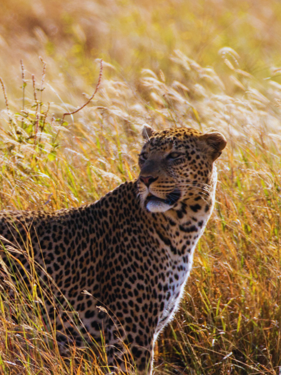 10 national parks and wildlife sanctuaries in India and the animals they’re famous for