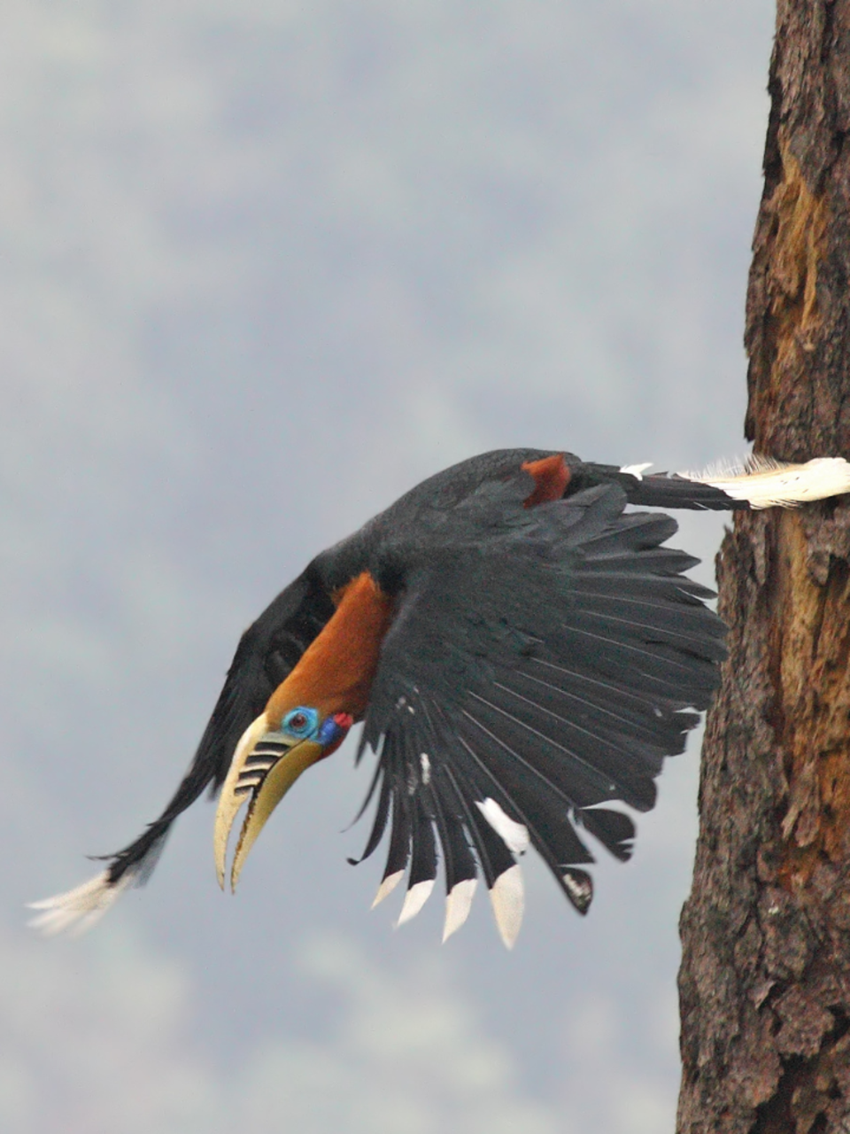 10 birds you’ll only see in Indian national parks