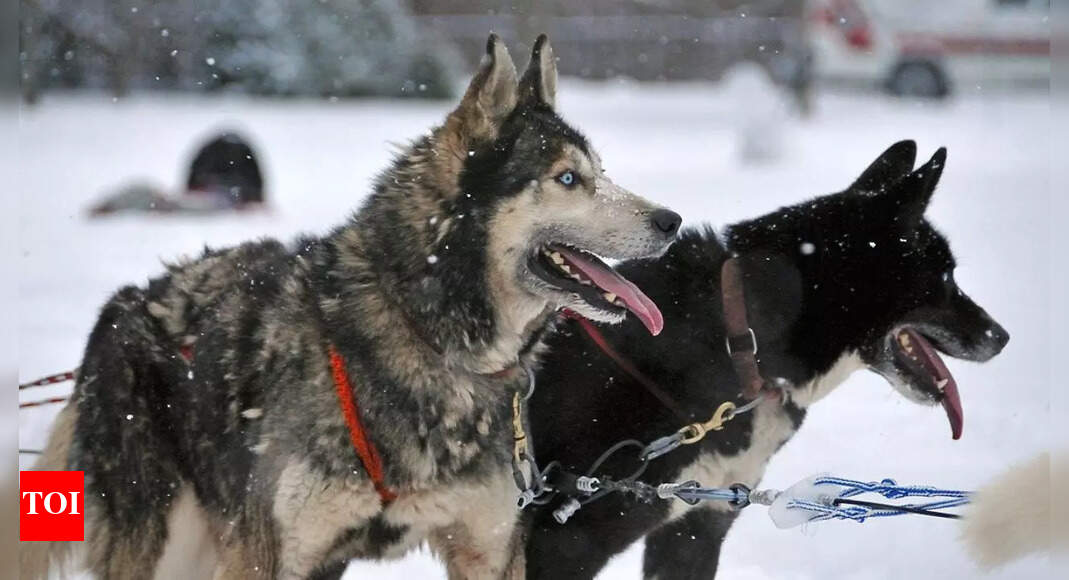 Is your dog trying to tell you something with a blink? Here’s what scientists say |