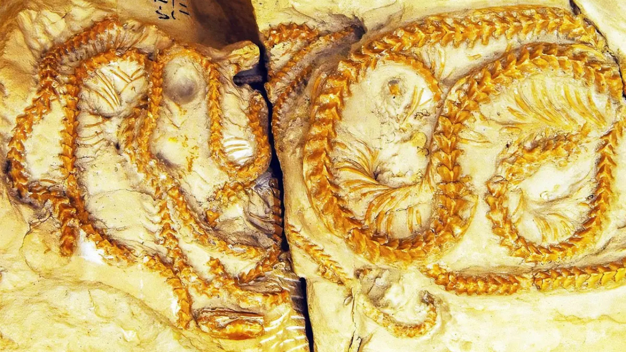 34-million-year-old snakes discovered in US reveal surprising