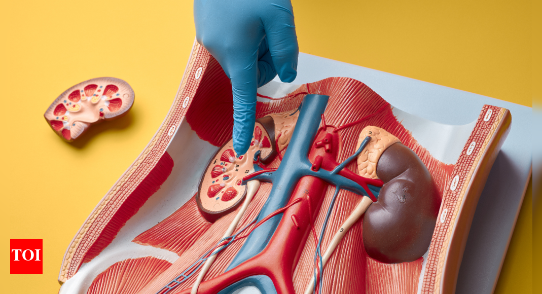Kidney Health: Can high uric acid levels lead to kidney cancer? 5 things to know | – Times of India