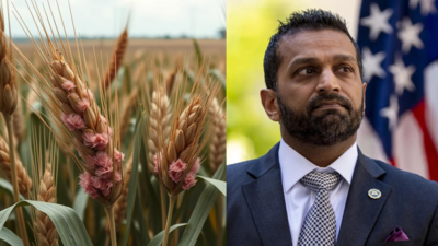  What is Fusarium graminearum? 'Toxic fungus' Chinese researchers allegedly tried to smuggle into US