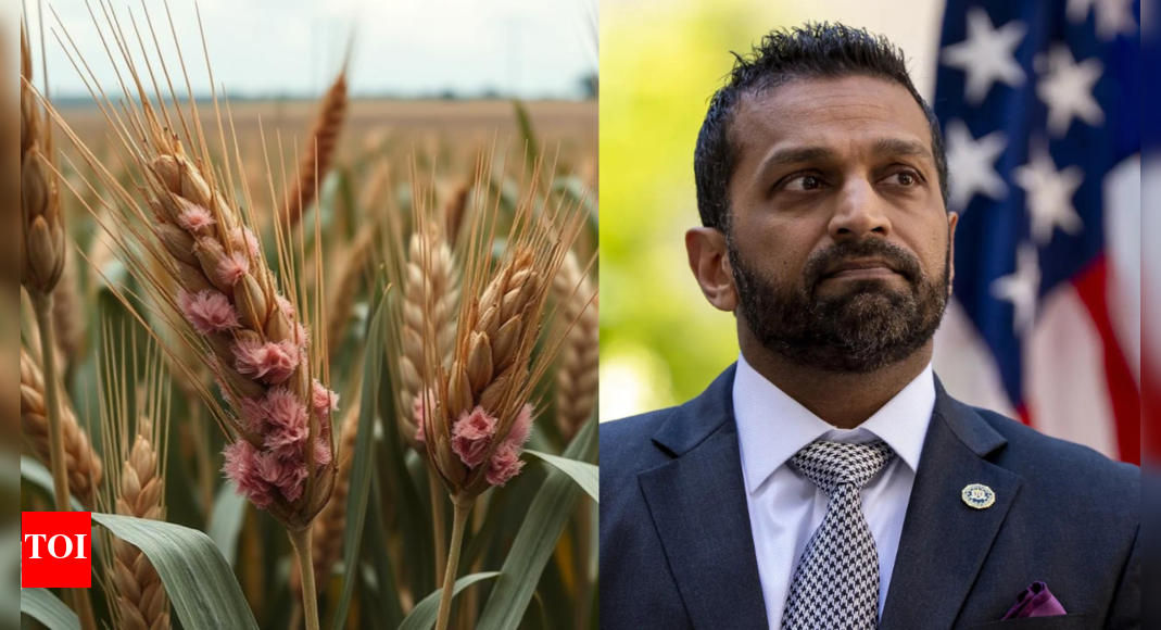 Agroterror threat: What is Fusarium graminearum? 'Toxic fungus' Chinese researchers allegedly tried to smuggle into US